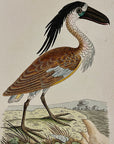 1789 Boat-Bill Shaw & Nodder Hand Colored Copperplate Engraving