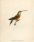 1833 Rufous Bellied Hummingbird Hand-Colored Steel Engraving Jardine Lizars