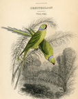 1837 Red-Ringed Parakeet HC Engraving Frontispiece Jardine Lizars Vol. VIII