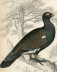 1834 Western Capercaillie Hand-Colored Engraving Jardine Lizars - Game Birds