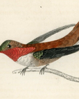1833 Ruff-Necked or Nootka Hummingbird Hand-Colored Engraving Jardine Lizars