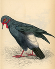 1835 Carunculated Ground Pigeon Hand-Colored Engraving Jardine Lizars - Pigeons