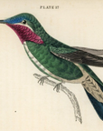 1833 White-Striped Hummingbird Hand-Colored Engraving Jardine Lizars