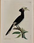 1789 White-Beaked Hornbill Shaw & Nodder Hand Colored Copperplate Engraving