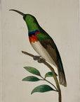 1789 Chalybean Creeper Shaw & Nodder Hand Colored Copper Engraving