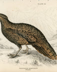 1834 Golden Breasted Tragopan Female Hand-Colored Steel Engraving Jardine Lizars