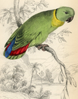 1836 Swindern's Love Bird Hand-Colored Engraving Jardine Lizars - Parrots