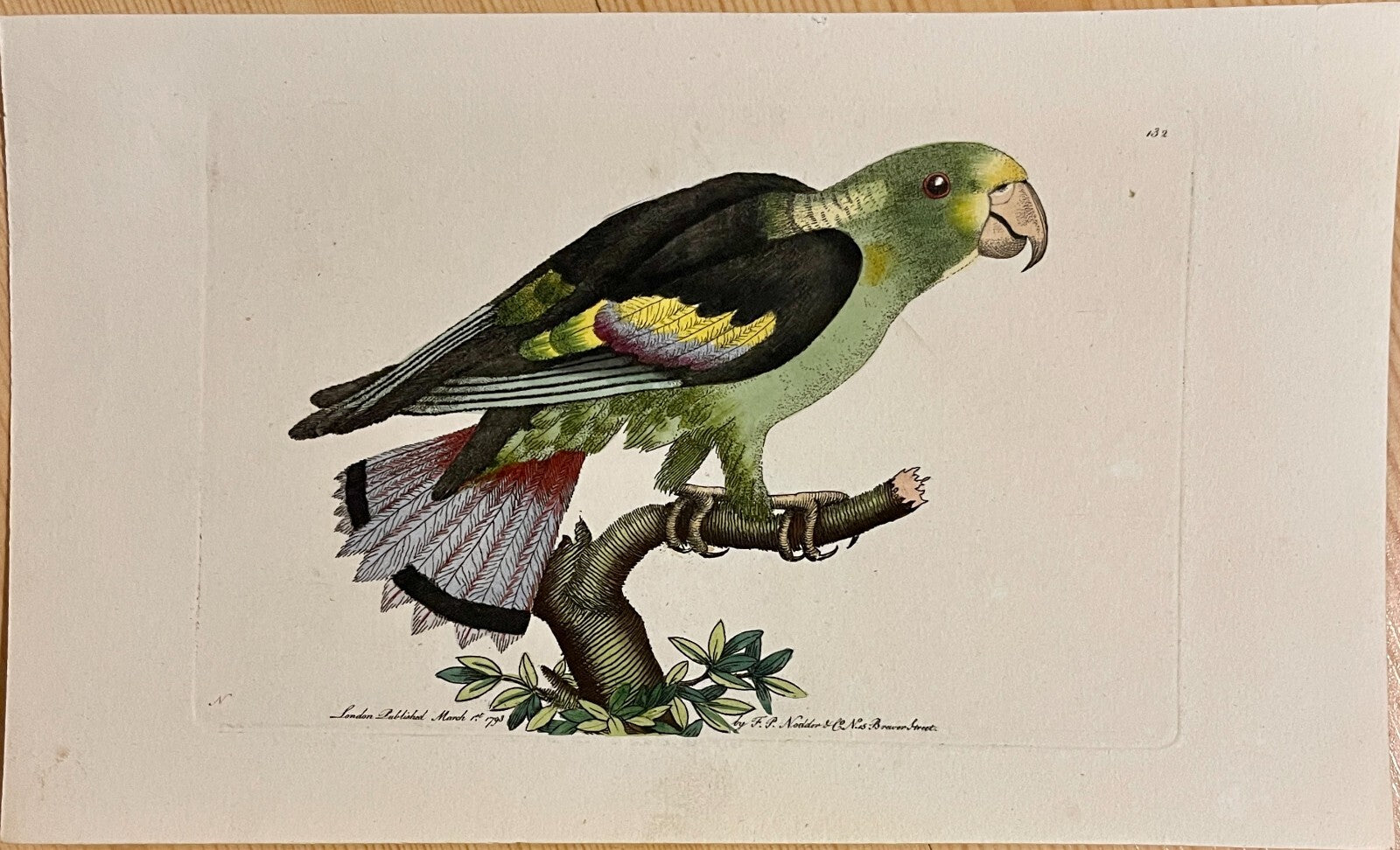 1789 Black-Winged Parakeet Shaw & Nodder Hand Colored Copperplate Engraving