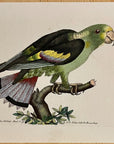 1789 Black-Winged Parakeet Shaw & Nodder Hand Colored Copperplate Engraving