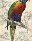 1836 Blue-Bellied Lorikeet Hand-Colored Engraving Jardine Lizars - Parrots