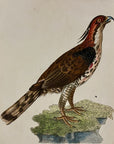 1789 Narrow-Crested Falcon Shaw & Nodder Hand Colored Copperplate Engraving
