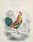 1834 Bankiva Cock Hand-Colored Frontispiece Jardine Lizars Ornithilogy Vol. 3