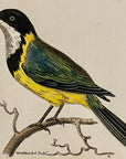 1789 Doubtful Motacilla Shaw & Nodder Hand Colored Copperplate Engraving