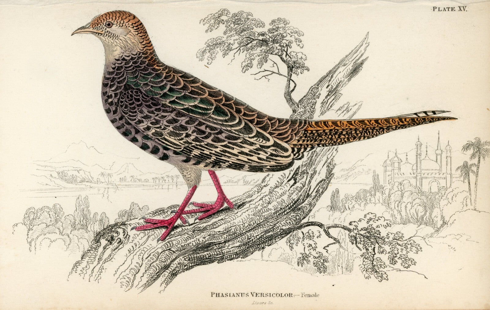 1834 Diard's Pheasant (Female) Hand-Colored Steel Engraving Jardine Lizars