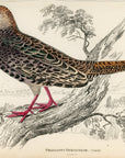 1834 Diard's Pheasant (Female) Hand-Colored Steel Engraving Jardine Lizars