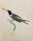 1833 Dupont's Hummingbird Hand-Colored Steel Engraving Jardine Lizars Plate 26
