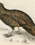 1834 Golden Breasted Tragopan Female Hand-Colored Steel Engraving Jardine Lizars