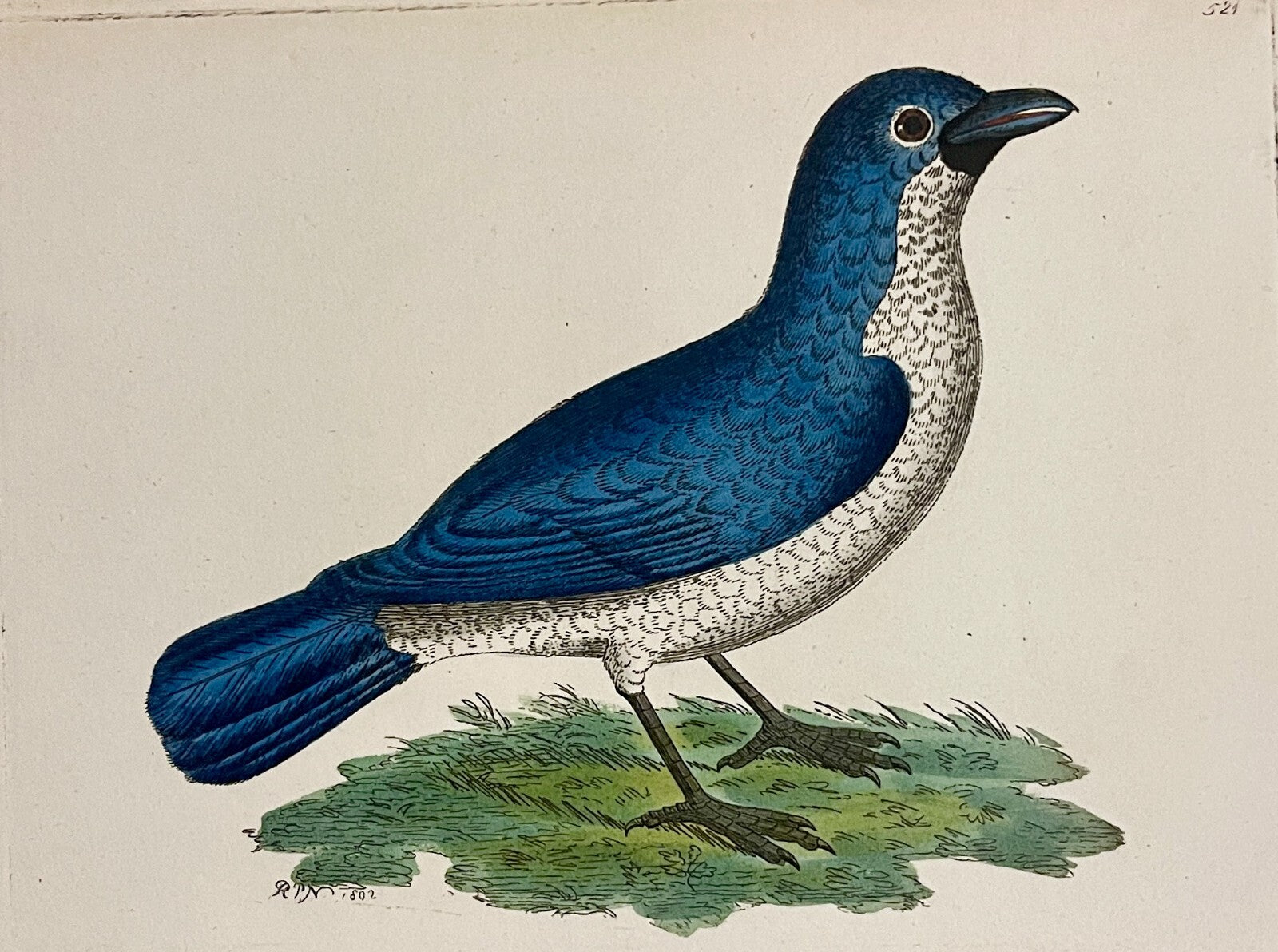 1789 Blue Shrike Shaw & Nodder Hand Colored Copperplate Engraving