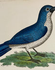 1789 Blue Shrike Shaw & Nodder Hand Colored Copperplate Engraving