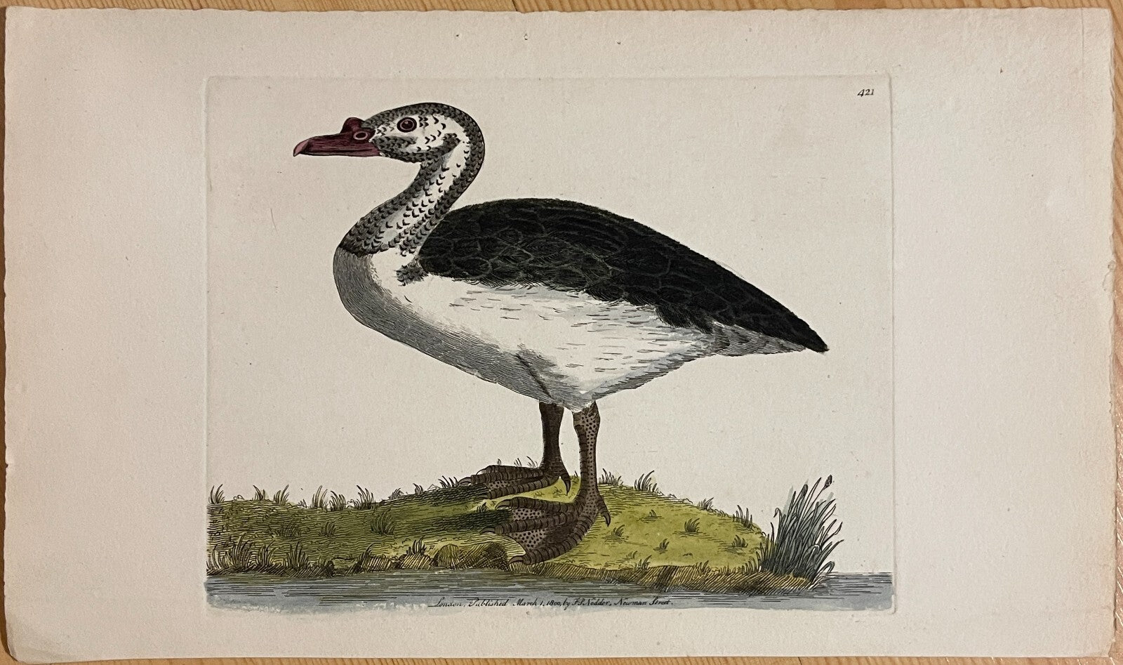 1789 Black-Backed Goose Shaw & Nodder Hand Colored Copper Engraving