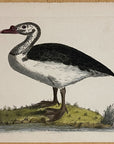 1789 Black-Backed Goose Shaw & Nodder Hand Colored Copper Engraving
