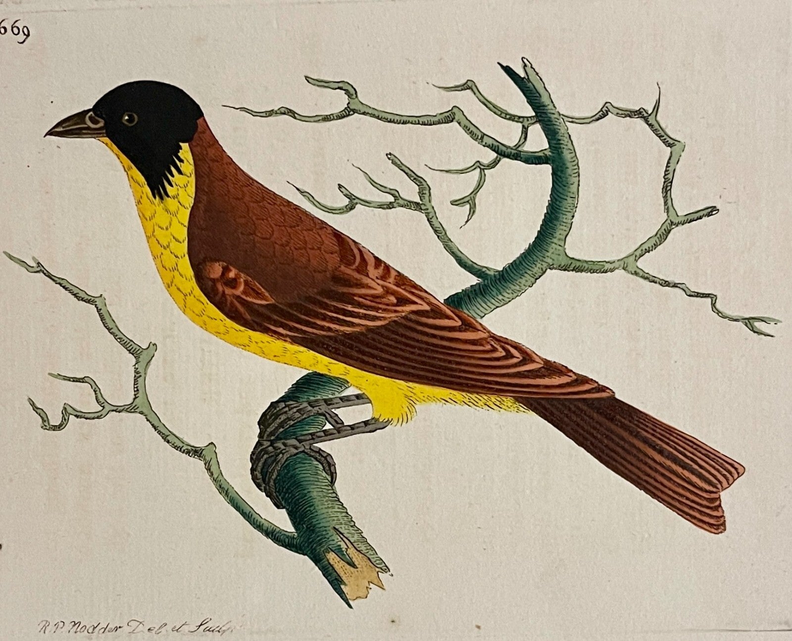 1789 Black-Crowned Tanager Shaw & Nodder Hand Colored Copperplate Engraving