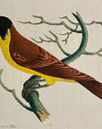 1789 Black-Crowned Tanager Shaw & Nodder Hand Colored Copperplate Engraving