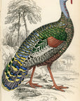 1834 The Ocellated Turkey Hand-Colored Steel Engraving Jardine Lizars