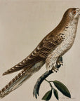 1789 African Owl Shaw & Nodder Hand Colored Copperplate Engraving