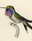 1833 Blue-Throated Hummingbird Hand-Colored Engraving Jardine Lizars