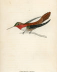 1833 Ruff-Necked or Nootka Hummingbird Hand-Colored Engraving Jardine Lizars