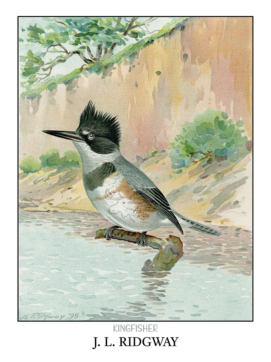 a bird is sitting on a branch in the water