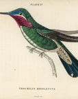 1833 White-Striped Hummingbird Hand-Colored Engraving Jardine Lizars