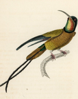 1833 Topaz-Throated Hummingbird Hand-Colored Engraving Jardine Lizars