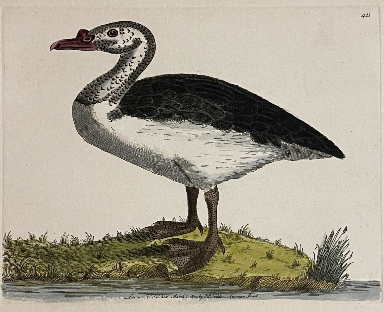 1789 Black-Backed Goose Shaw & Nodder Hand Colored Copper Engraving