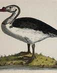 1789 Black-Backed Goose Shaw & Nodder Hand Colored Copper Engraving