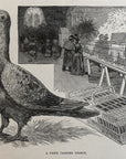 1892 A Prize Carrier Pigeon Antique Magazine Wood Engraving