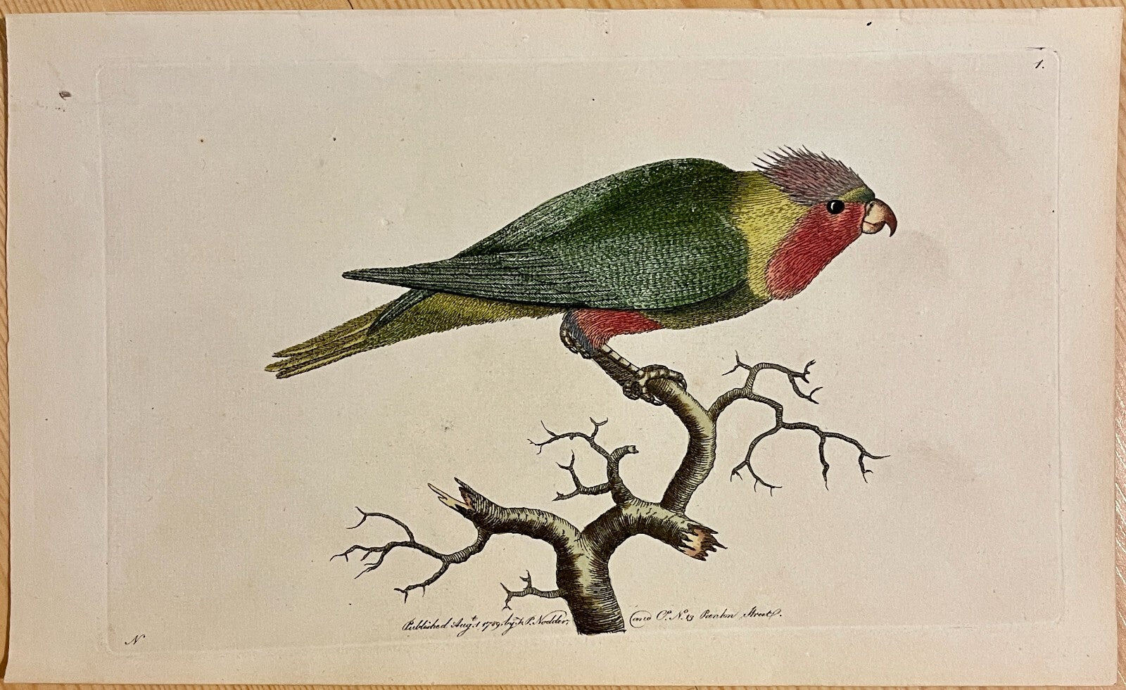1789 Purple-Headed Parakeet Shaw & Nodder Hand Colored Copperplate Engraving