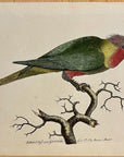 1789 Purple-Headed Parakeet Shaw & Nodder Hand Colored Copperplate Engraving