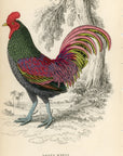 1834 The Bronzed Cock Hand-Colored Steel Engraving Jardine Lizars