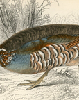 1834 Barbary Partridge Hand-Colored Steel Engraving Jardine Lizars - Game Birds