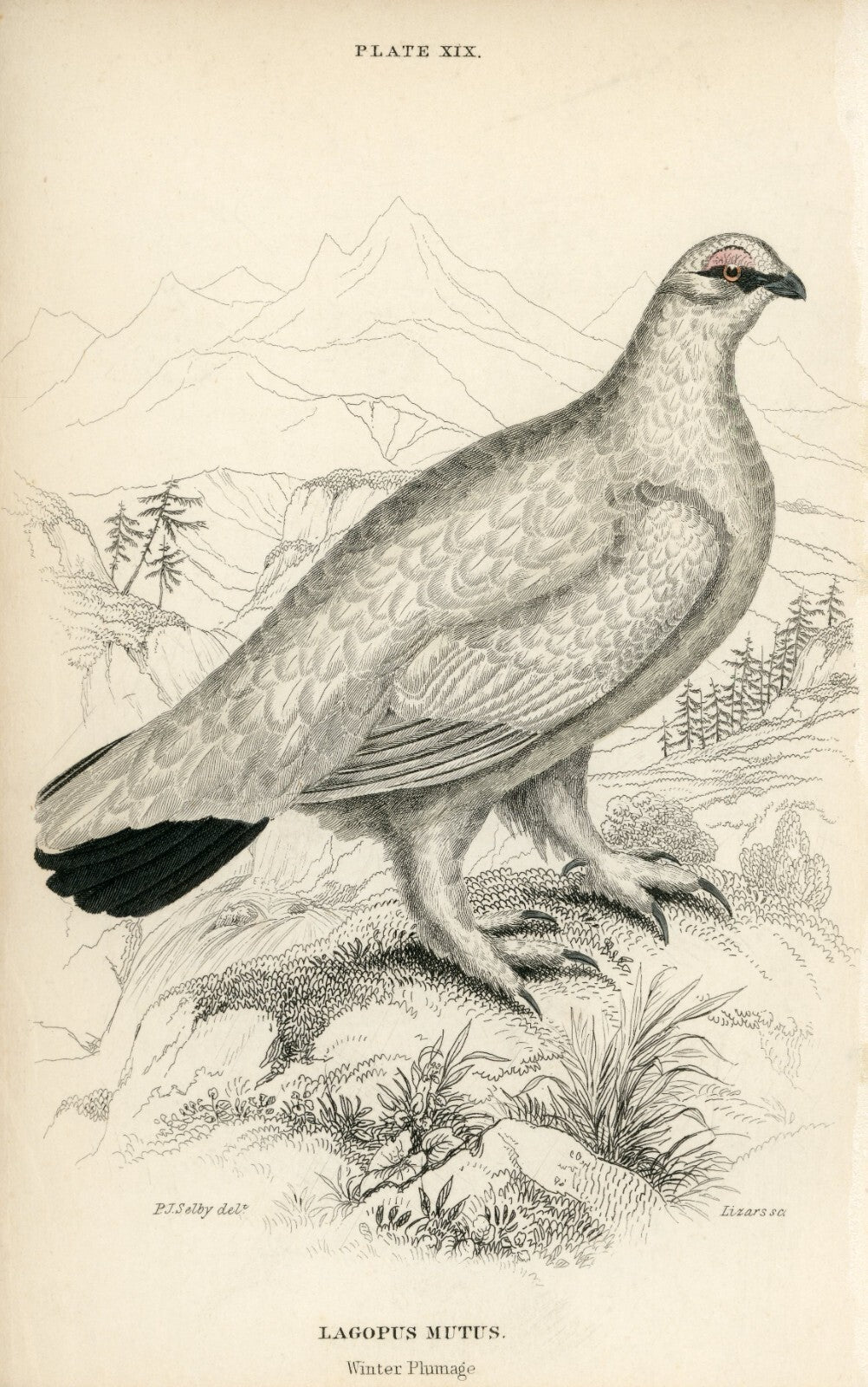 1834 Rock Ptarmigan (Winter) Hand-Colored Engraving Jardine Lizars - Game Birds