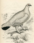 1834 Rock Ptarmigan (Winter) Hand-Colored Engraving Jardine Lizars - Game Birds