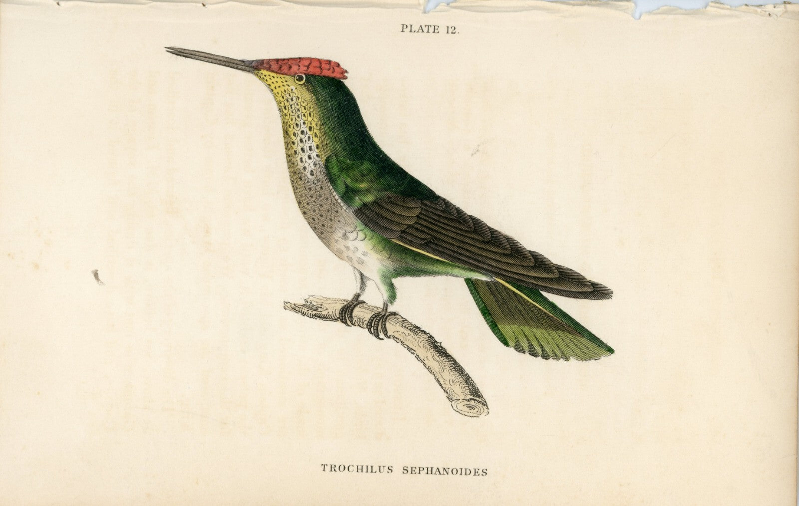 1833 Violet-Crowned Hummingbird Hand-Colored Steel Engraving Jardine Lizars