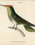1833 Violet-Crowned Hummingbird Hand-Colored Steel Engraving Jardine Lizars