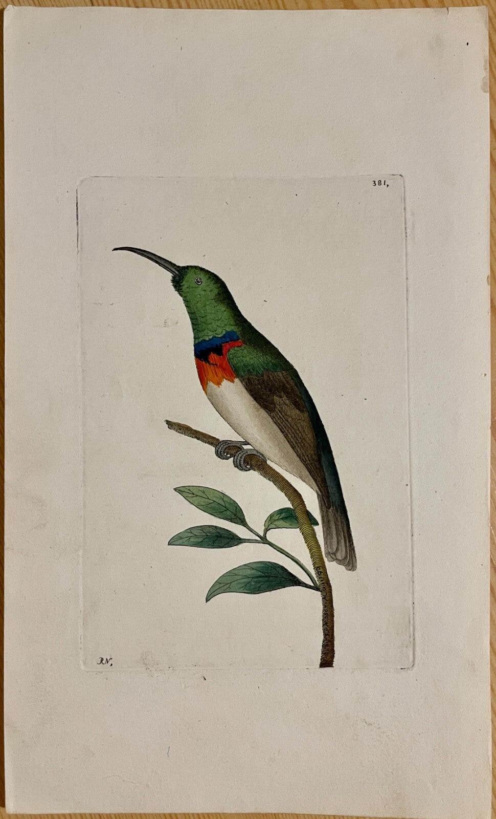 1789 Chalybean Creeper Shaw & Nodder Hand Colored Copper Engraving