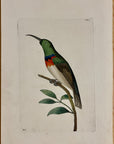 1789 Chalybean Creeper Shaw & Nodder Hand Colored Copper Engraving