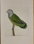 1789 Grey-Headed Parrakeet Parakeet Shaw & Nodder Hand Colored Copper Engraving