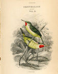 1838 Green Tody Hand Colored Engraving Frontispiece Jardine Lizars Vol. X
