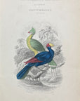 1837 Senegal Touraco & Violet Plantain Eater HC Frontispiece Jardine Lizars V7